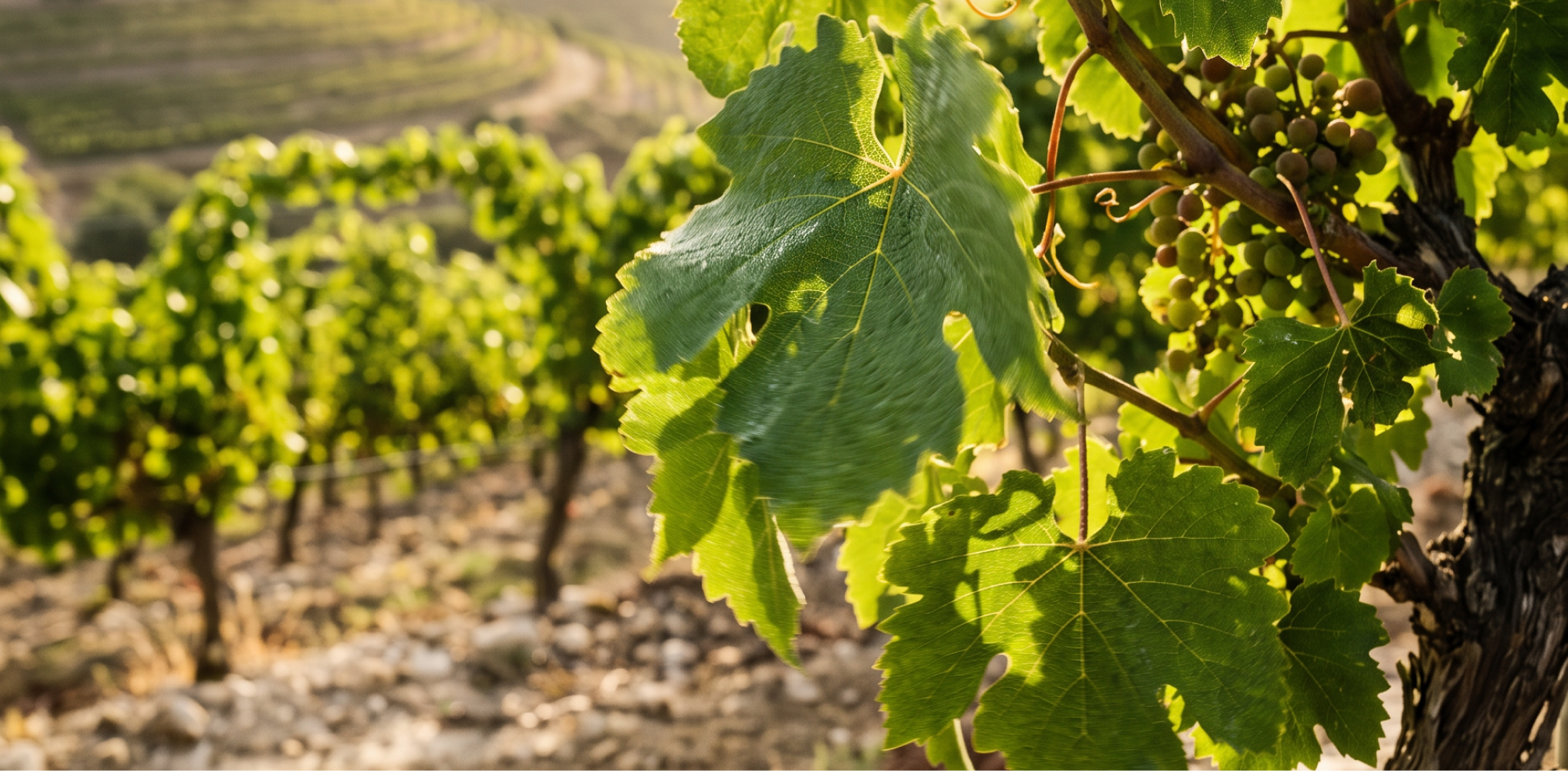 Cabernet Sauvignon & Chardonnay | Quinta de Pancas