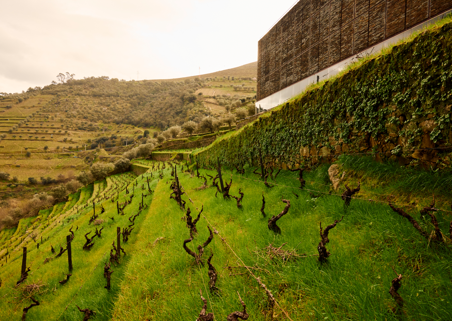 winestone-retiro-novo