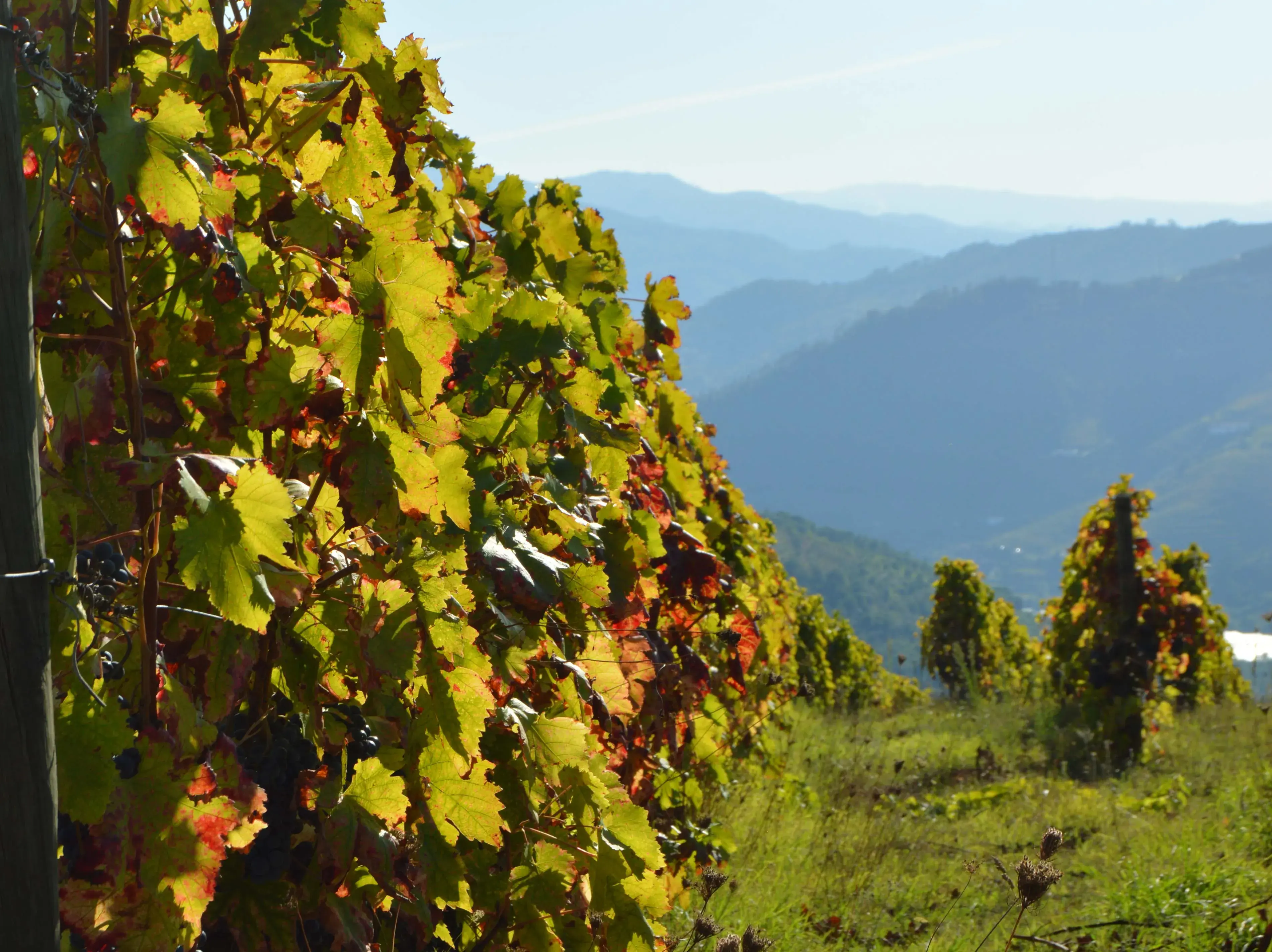 vinhas quinta do cotto