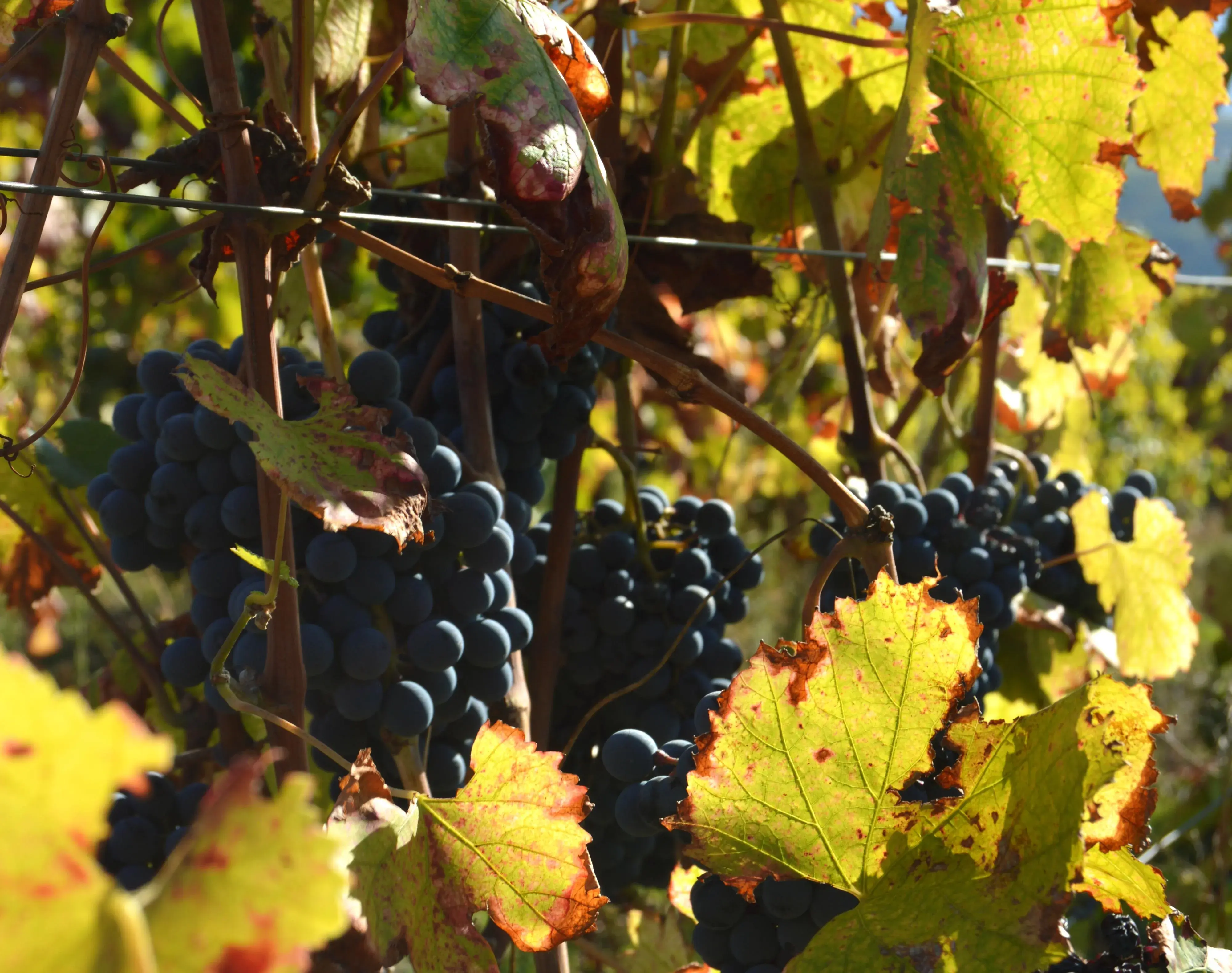 uvas quinta do cotto