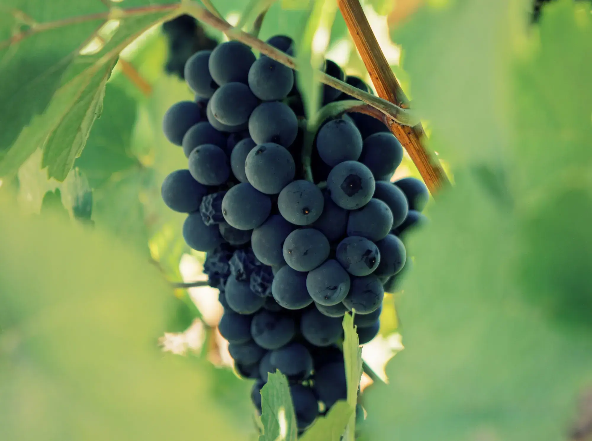 uvas quinta do retiro novo